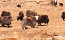 Yaks in Sary-Jaz valley