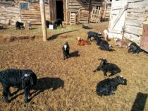 People is growing only cattle at that area
