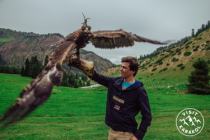 Eagle hunting demonstration