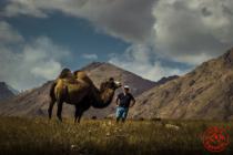 In Koiluu valley it is possible to see camels