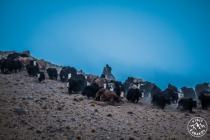 Shepherd is taking care of yaks