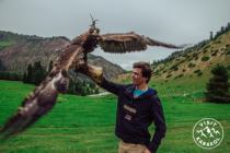 Falconry