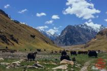 Yaks during trip