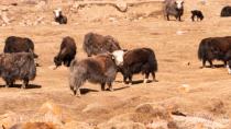 Yaks in Sary-Jaz valley