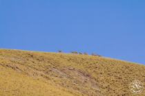 Marco Polo sheep