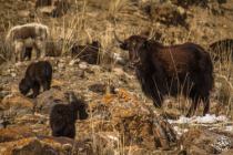 We will see a lot of Yaks on the way