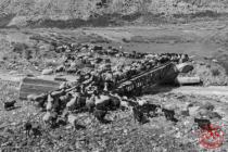 Sheeps is crossing bridge constructed for trucks in Soviet time