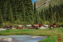 Horses