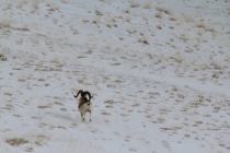 Marko Polo sheep is going down at winter time