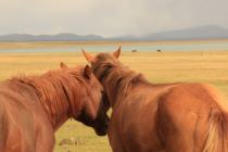 Horses on Son-Kul lake